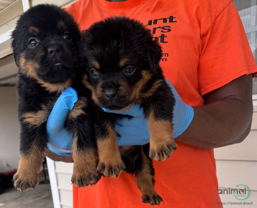 Lexi and Chapo litter, Rottweiler