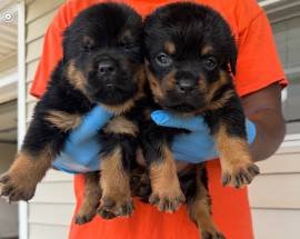 Lexi and Chapo litter, Rottweiler