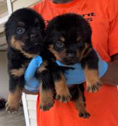 Lexi and Chapo litter, Rottweiler
