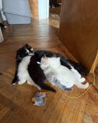 Scottish and Ragdoll kittens , Ragdoll