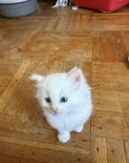 Scottish and Ragdoll kittens , Ragdoll