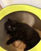 Scottish and Ragdoll kittens , Ragdoll