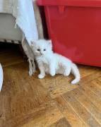 Scottish and Ragdoll kittens , Ragdoll