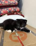Scottish and Ragdoll kittens , Ragdoll