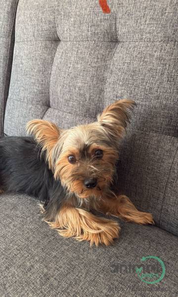 female dog yorkie, Yorkshire Terrier