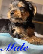 Yorkie 3males and 3femals, Yorkshire Terrier