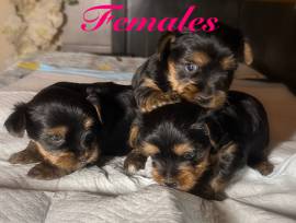 Yorkie 3males and 3femals, Yorkshire Terrier