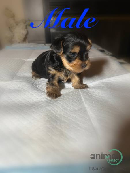 Yorkie 3males and 3femals, Yorkshire Terrier