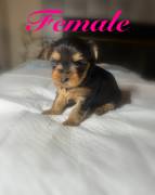 Yorkie 3males and 3femals, Yorkshire Terrier