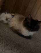 Pedigree Ragdoll Kittens , Ragdoll