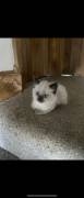 Pedigree Ragdoll Kittens , Ragdoll