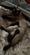 Pedigree Ragdoll Kittens , Ragdoll
