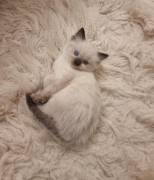 Pedigree Ragdoll Kittens , Ragdoll
