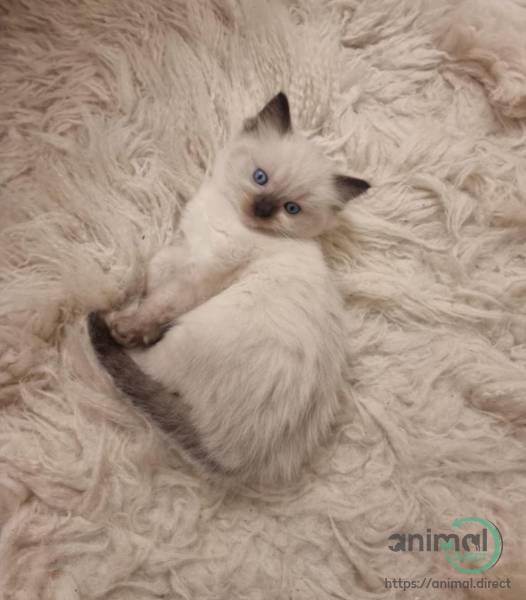 Pedigree Ragdoll Kittens , Ragdoll