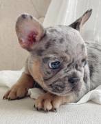 merle french bulldog puppy , French Bulldog