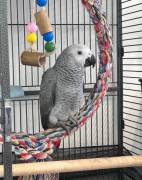 Adorable African Grey Parrot, African Grey