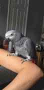Adorable African Grey Parrot, African Grey Adorable African Grey Parrot, African Grey