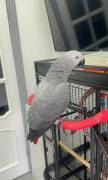 Adorable African Grey Parrot, African Grey Adorable African Grey Parrot, African Grey