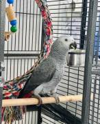 Adorable African Grey Parrot, African Grey Adorable African Grey Parrot, African Grey