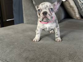 french bulldog puppies , French Bulldog french bulldog puppies , French Bulldog