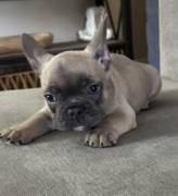 french bulldog puppies , French Bulldog french bulldog puppies , French Bulldog