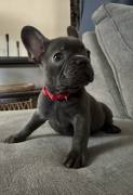 french bulldog puppies , French Bulldog french bulldog puppies , French Bulldog