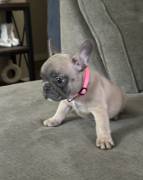 french bulldog puppies , French Bulldog french bulldog puppies , French Bulldog