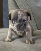 french bulldog puppies , French Bulldog