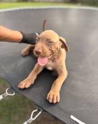 Presa Canario Pups, Perro de Presa Canario Presa Canario Pups, Perro de Presa Canario