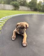 Presa Canario Pups, Perro de Presa Canario