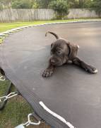 Presa Canario Pups, Perro de Presa Canario Presa Canario Pups, Perro de Presa Canario