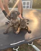 Presa Canario Pups, Perro de Presa Canario Presa Canario Pups, Perro de Presa Canario