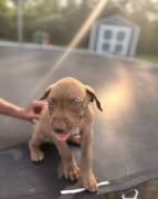 Presa Canario Pups, Perro de Presa Canario Presa Canario Pups, Perro de Presa Canario