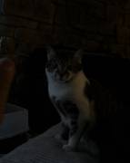 brown/white tobby cat, Mixed Breed brown/white tobby cat, Mixed Breed