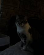 brown/white tobby cat, Mixed Breed