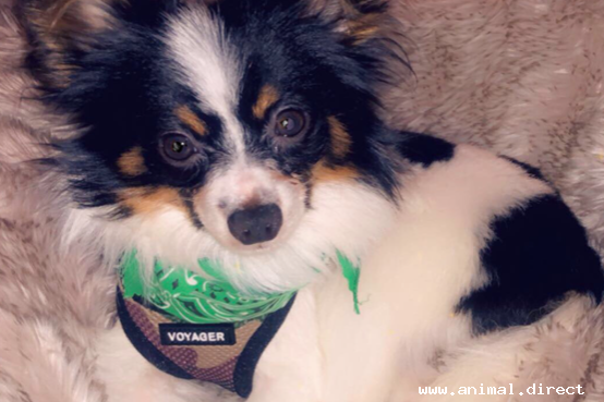 papillion , Dogs and Puppies