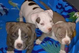 Blue male and female Pitbull , Pitbull Terrier