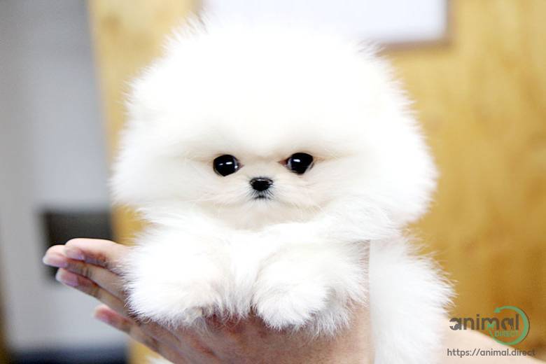 Two Awesome T-Cup Pomeranian P, Pomeranian