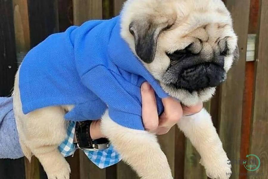 Pure bred pug puppies ready, Pug