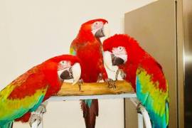 Parrots for sale all types, African Grey