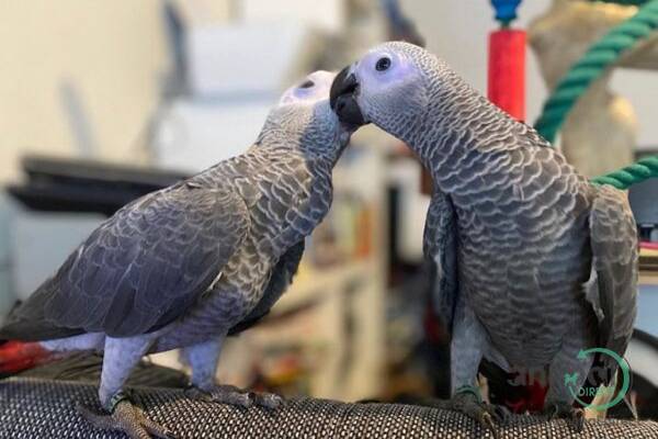Parrots for sale all types, African Grey