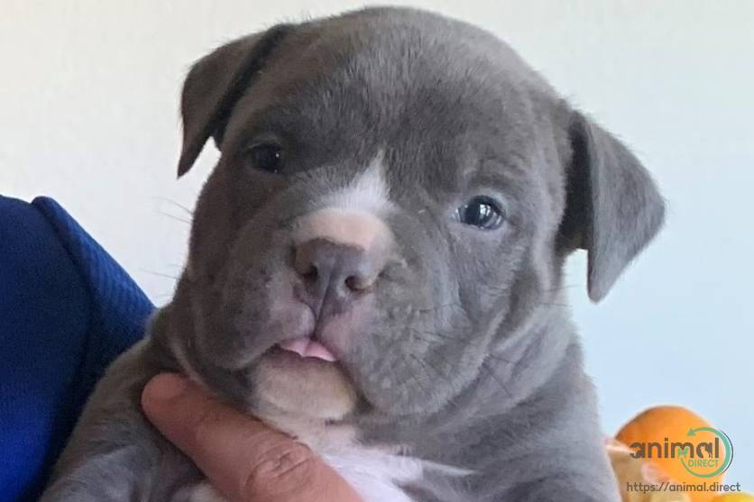 American Bully Pups, Mixed Breed
