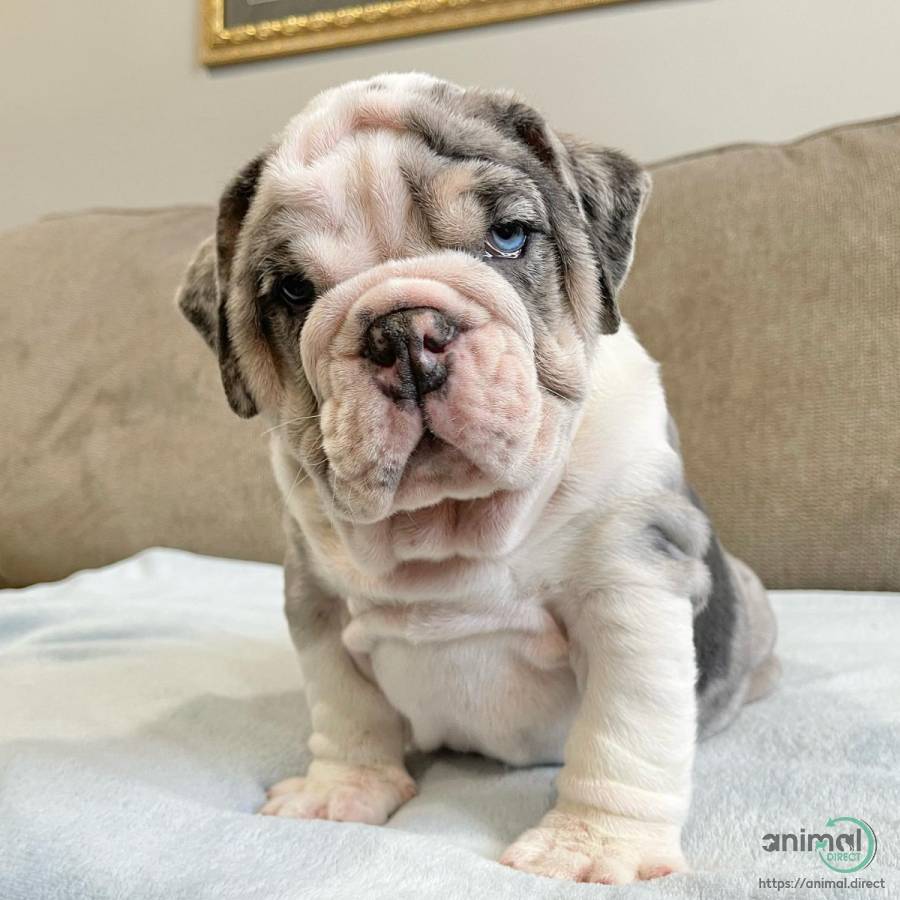 AKC English Bulldog puppy, Bulldog