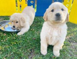 Golden retriever puppies for s, Golden Retriever