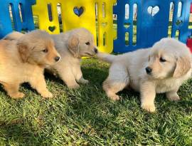Golden retriever puppies for s, Golden Retriever