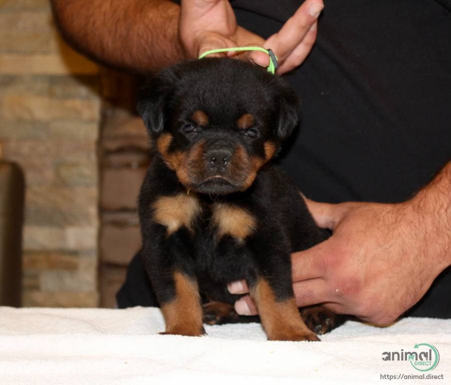 WorldClass AKC Rottweiler Pups, Rottweiler