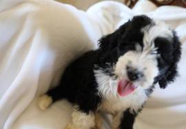 female bernedoodle puppies, Poodle