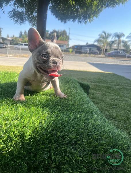french bulldog puppies, French Bulldog