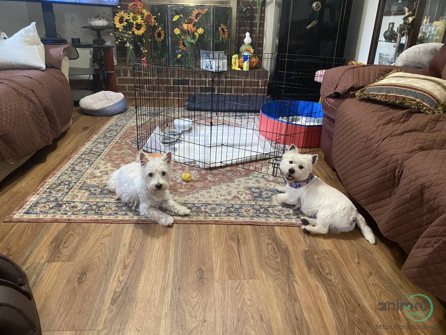 westie pups, West Highland White Terrier
