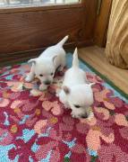 westie pups, West Highland White Terrier